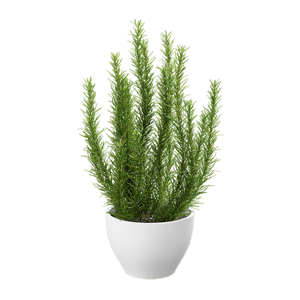 Rosemary Plant Herb Potted Plant Model