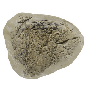 Large Deeply Cracked Beach Rock Model