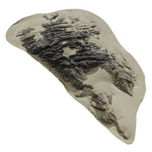 Large Low Jagged Beach Rock Model