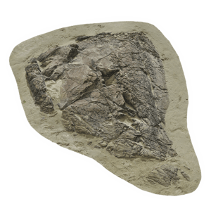 Large Low Cracked Beach Rock Model