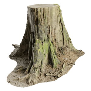 Tree Stump 003