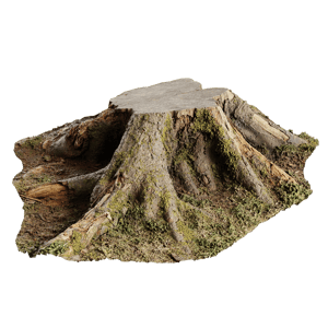 Tree Stump 004