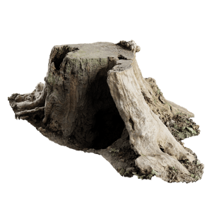 Tree Stump 007