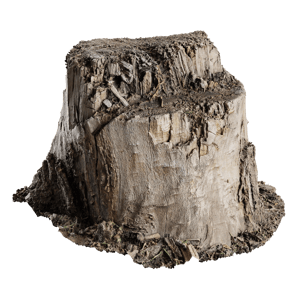 Tree Stump 008