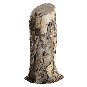 Tree Stump 017