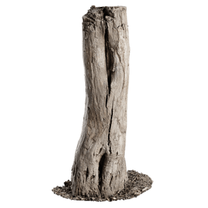 Tree Stump 022