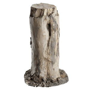 Tree Stump 027