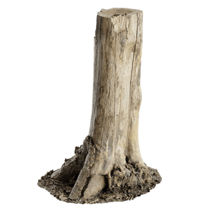Tree Stump 028