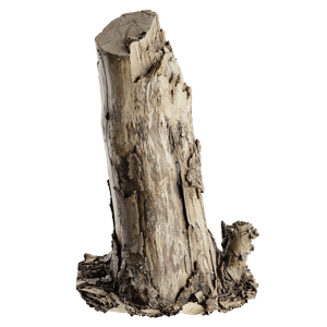 Tree Stump 030