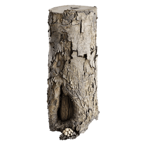 Tree Stump 031
