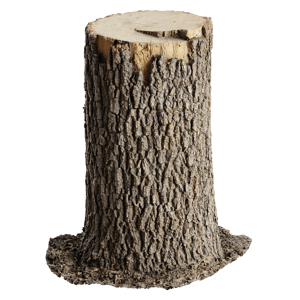 Tree Stump 032