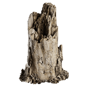 Tree Stump 034