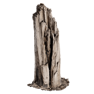 Tree Stump 035
