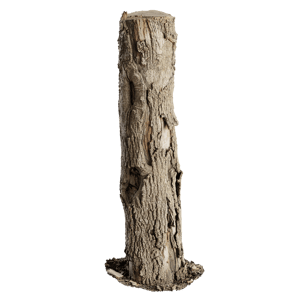 Tree Stump 037