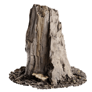 Tree Stump 038