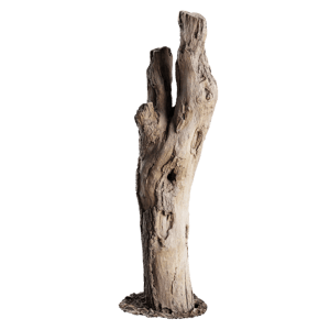 Tree Stump 044