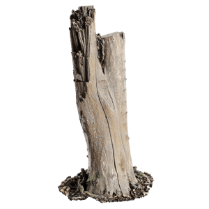 Tree Stump 045