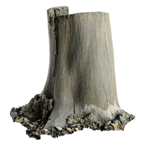 Tree Stump 046