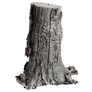 Tree Stump Burnt 001