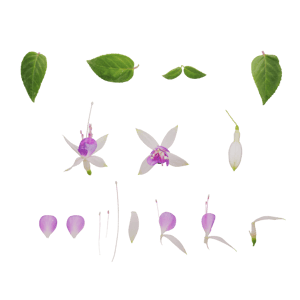 Atlas Flower Hardy Fuchsia Purple 001