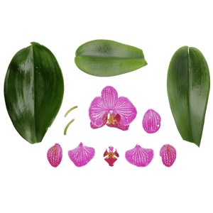 Atlas Flower Orchid Pink 001
