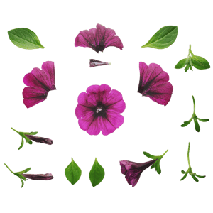 Atlas Flower Petunia Purple 001