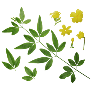 Atlas Flower Primerose Yellow 001