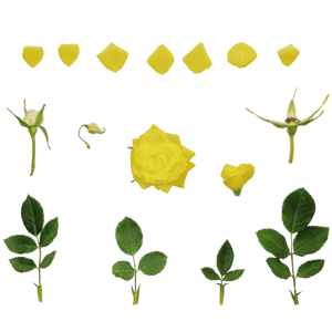 Atlas Flower Rose Yellow 001