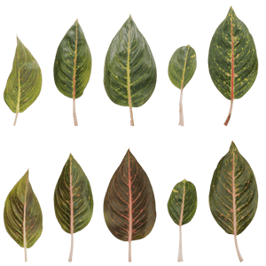 Atlas Leaves Aglaonema 001