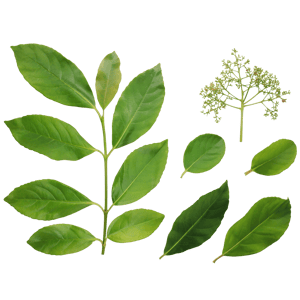 Atlas Leaves Fire Cherry 001