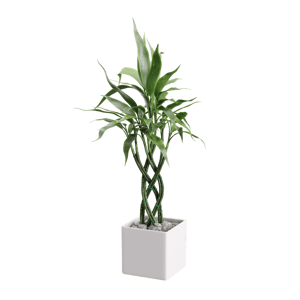 Plant Bamboo Trellis 001