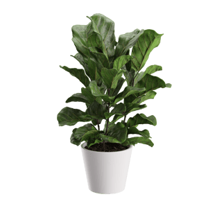 Plant Banjo Fig 001