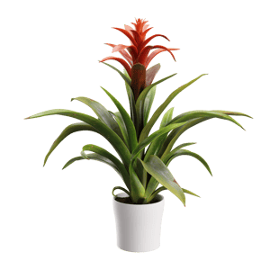 Plant Bromeliad 001