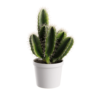 Plant Cactus Basic 001