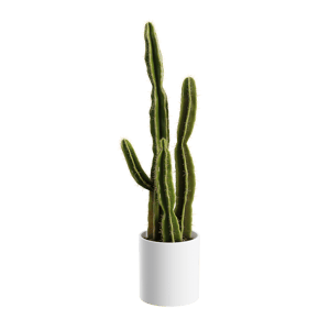 Plant Cactus Saguaro 001
