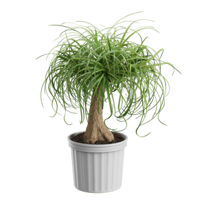 Plant Palm Ponytail 001