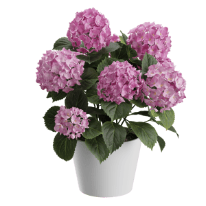 Plant Hydrangea Mophead 003
