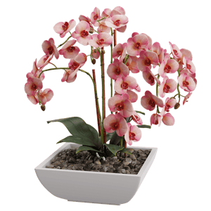 Plant Orchid 002