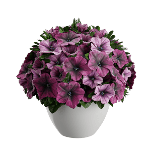 Plant Petunia 001