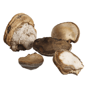 Tree Fungus Polypores Collection 002