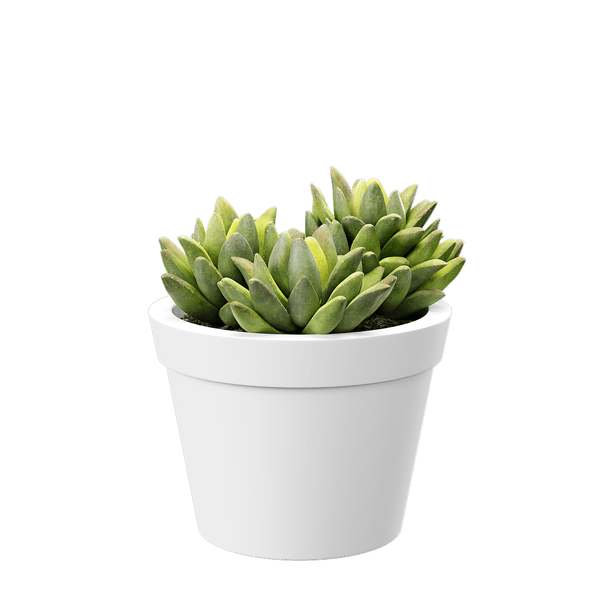 Baby Agave Plant Succulent Potted Plant Model