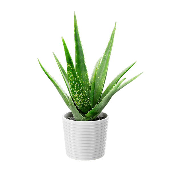 Aloe Vera Succulent Potted Plant Model