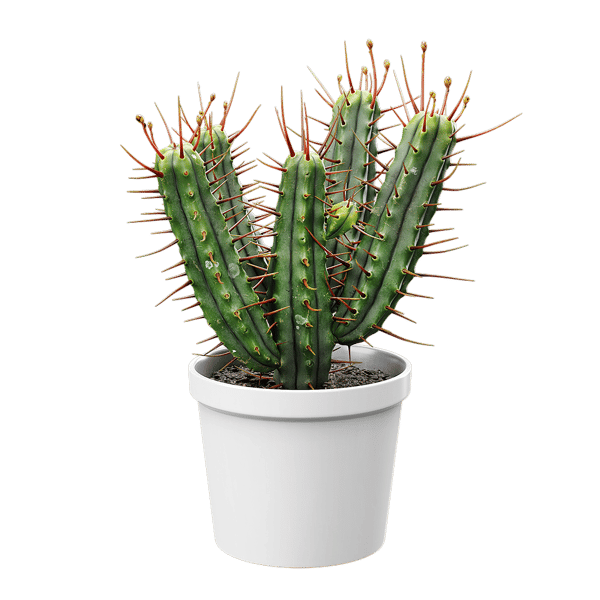 Euphorbia Cactus Potted Plant Model