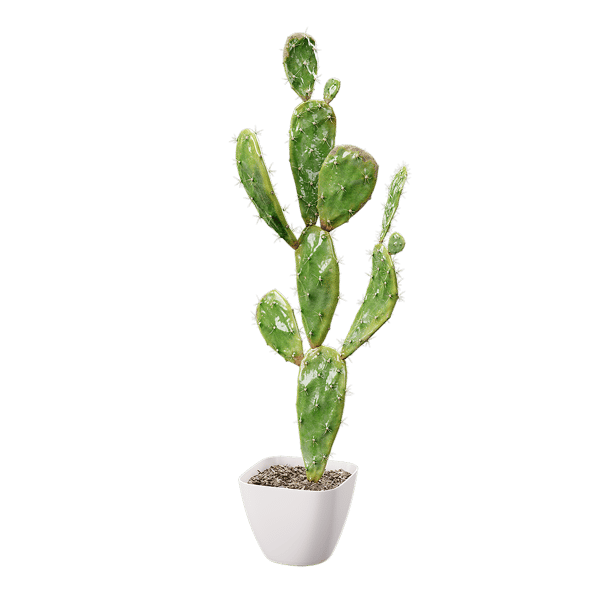 Watered Prickly Pear Cactus Potted Plant Model
