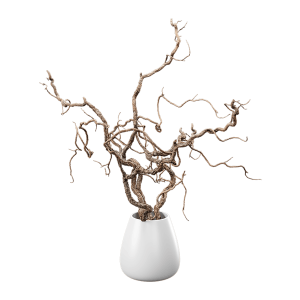 Bare Corkscrew Hazel Potted Plant Model
