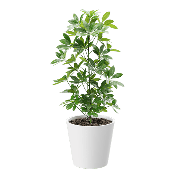 Dwarf Umbrella Tree Potted Plant Model