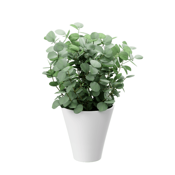 Young Silver Dollar Eucalyptus Plant Potted Plant Model