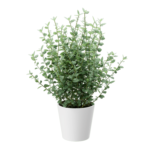 Young Eucalyptus Plant Potted Plant Model