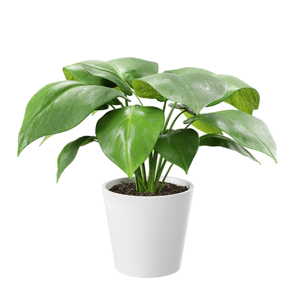 Young Monstera Plant Potted Plant Model