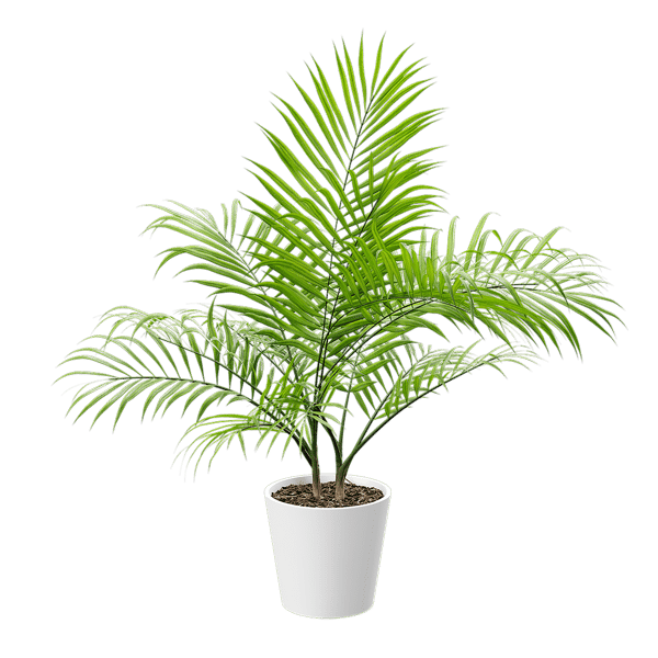 Bangalow Palm Potted Plant Model